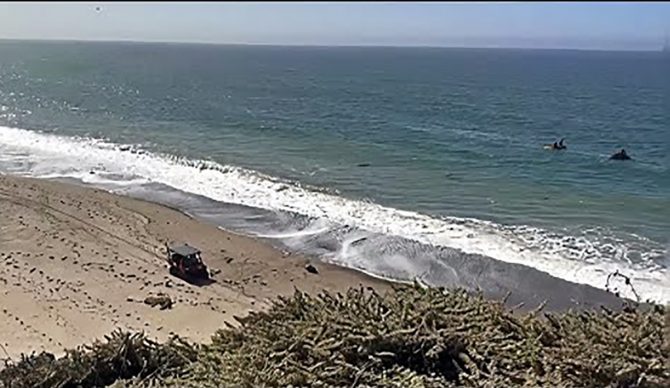 Swimmer Missing in Marin County After Apparent Shark Attack