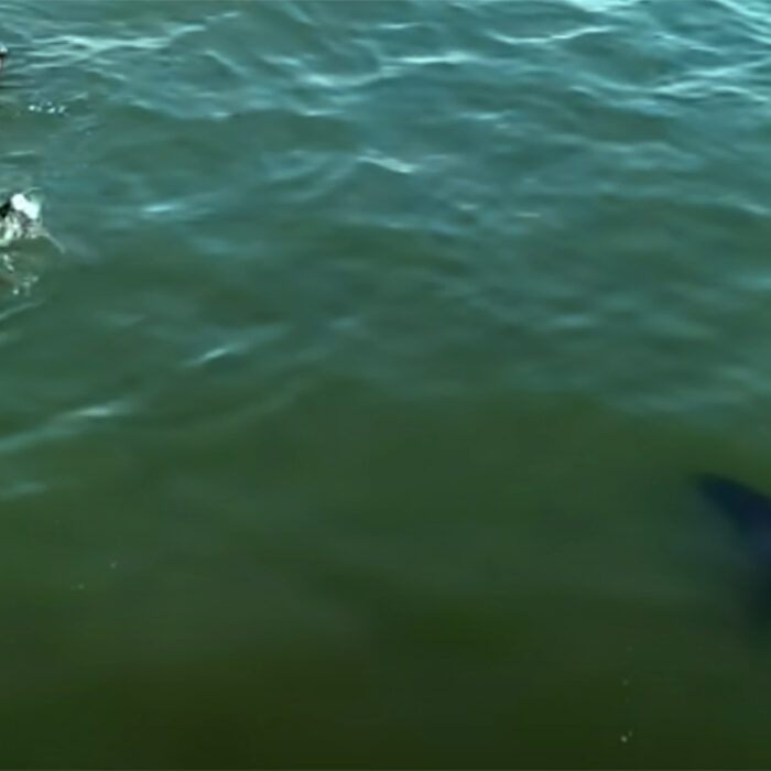 Carlos Gauna recently released this nine-minute video showing some of his best drone clips of great white sharks interacting with surfers.
