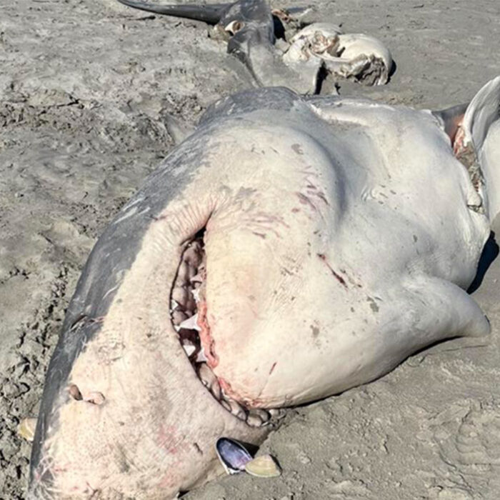 great white shark on Australia beach