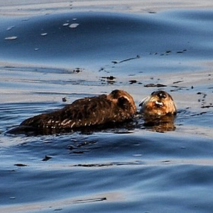 Otter 841 and pup. Photo: Mark Woodward // Instagram