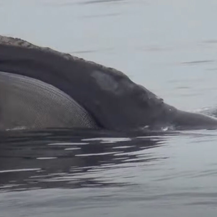 Right whale. Photo: NOAA // YouTube