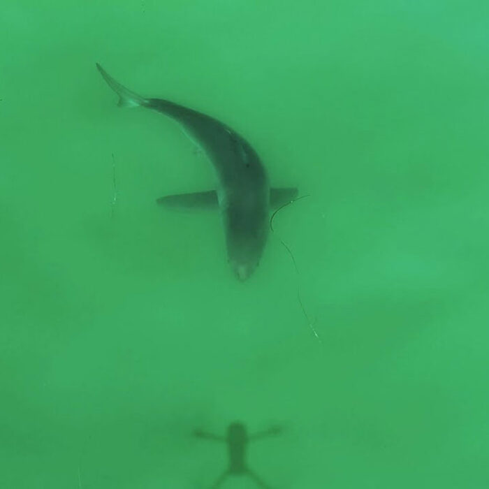 Great white shark stalking drone