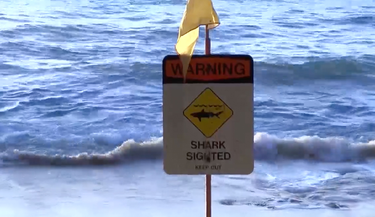 North Shore Surfer Suffers Shark Bite, Latest In Recent Spate Of Encounters - Vimarsana News