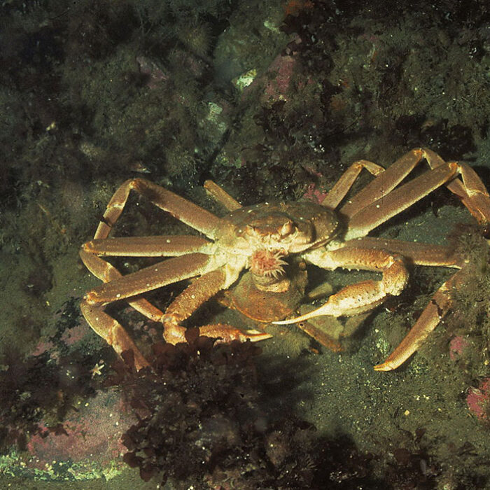snow crabs