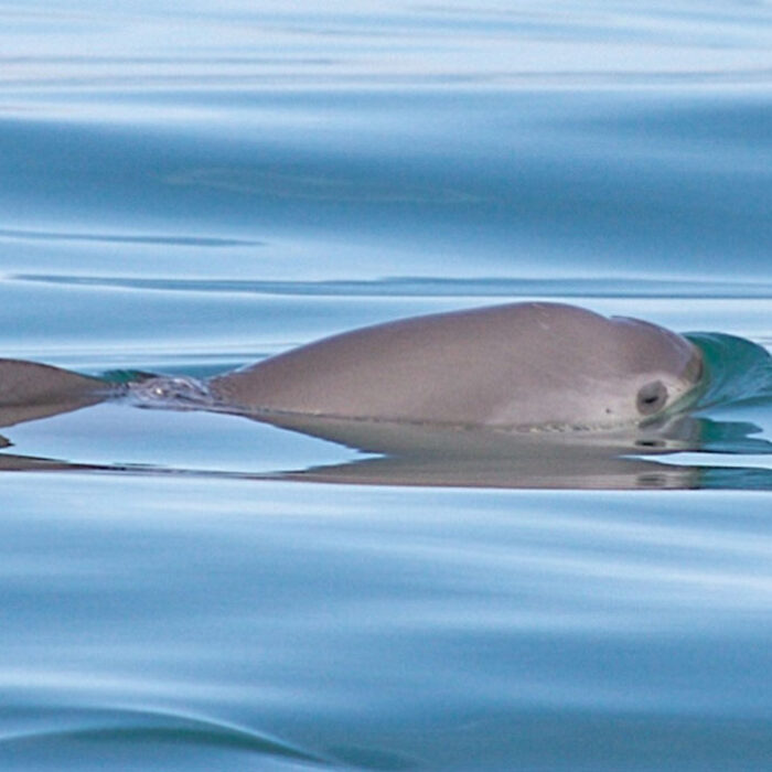 vaquita porpoise