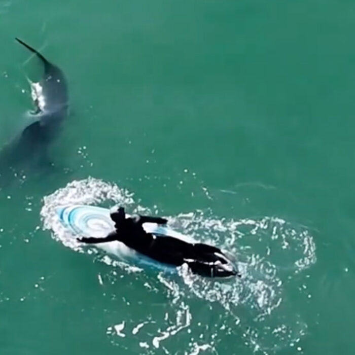Great white shark