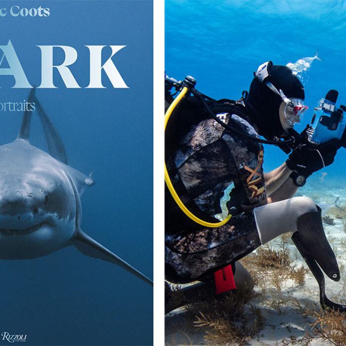 Mike Coots Shark Portraits