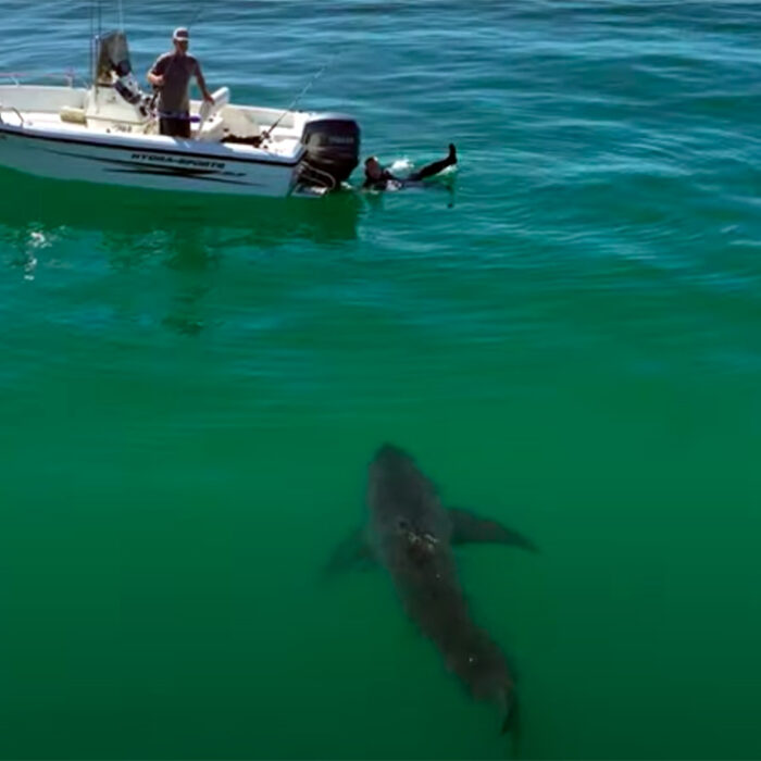 Drone Pilot Warns Spearfisherman of Lurking Great White Shark