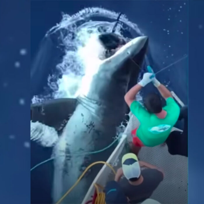 Check Out the Size of This Great White Shark as It Steals a Fisherman's Tuna