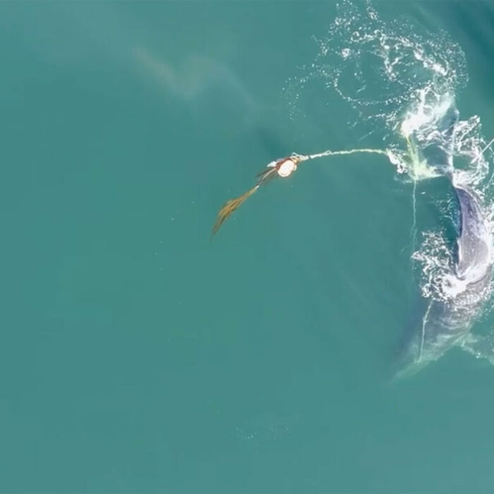 humpback whale in fishing ropes
