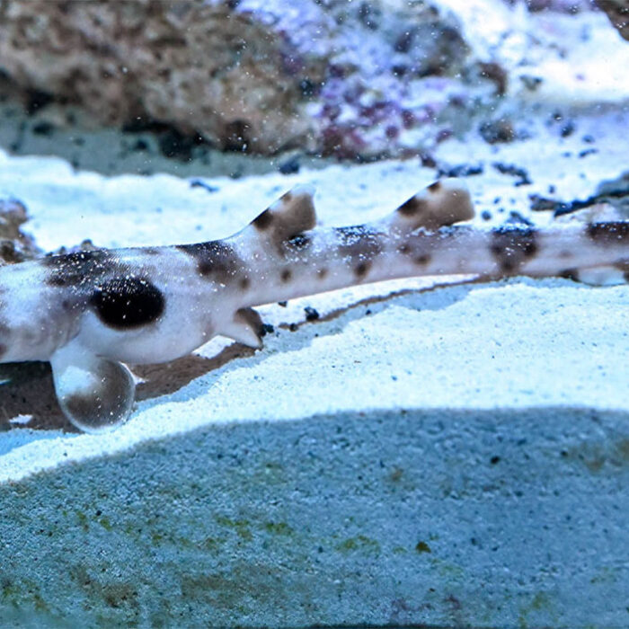 Epaulette shark