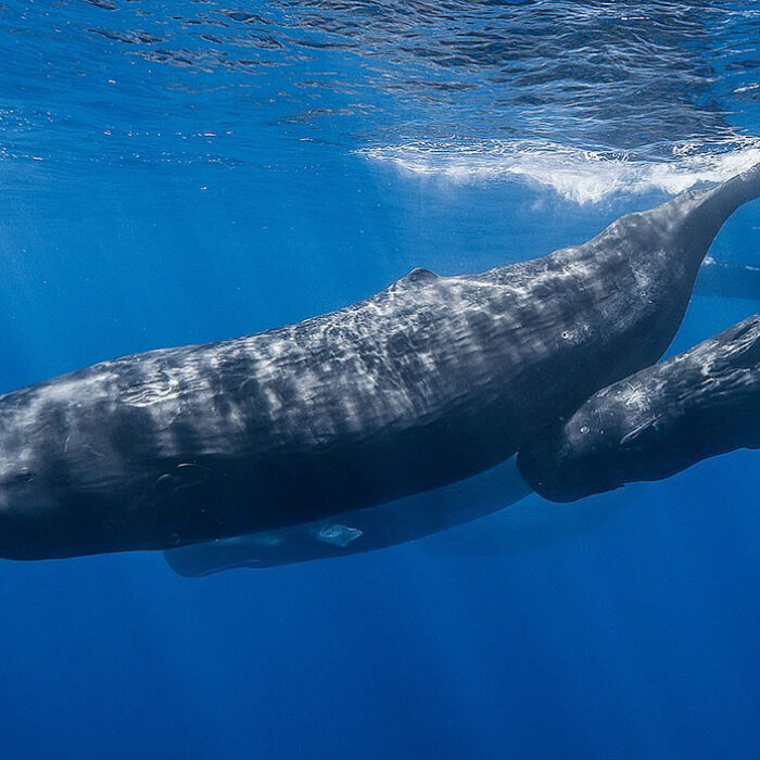 sperm whales