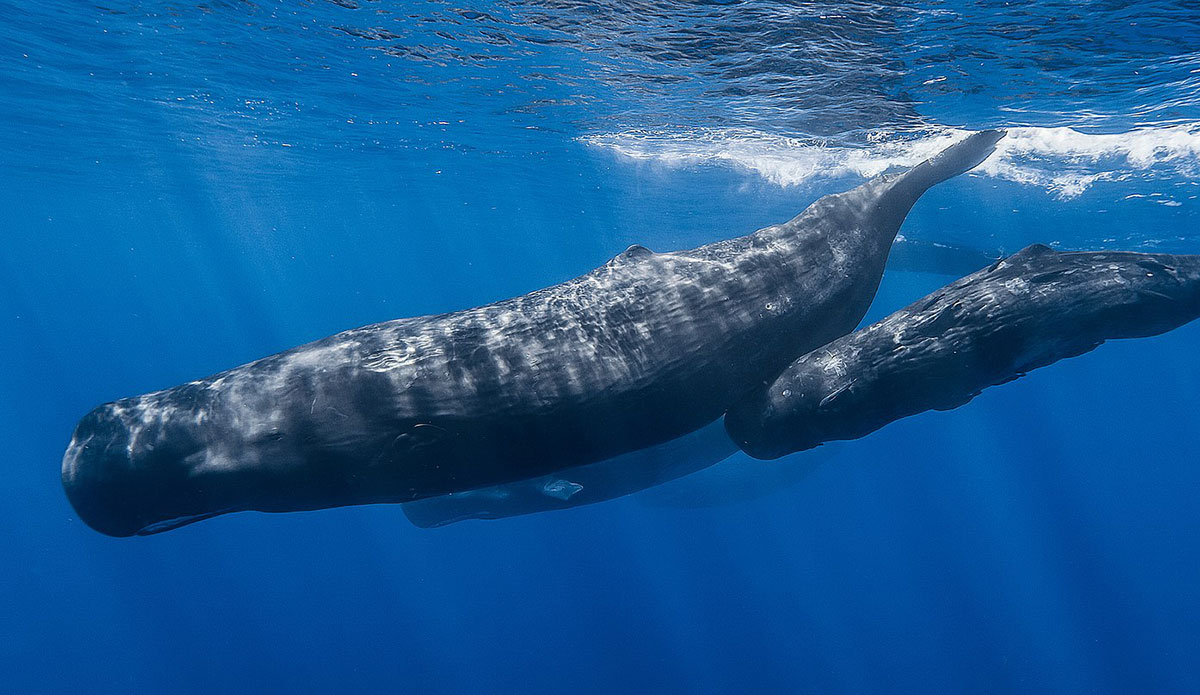 Sperm Whales Have a New Protected Marine Reserve in Dominica - Vimarsana News