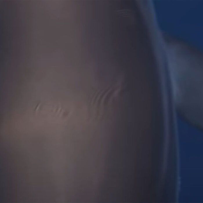 Photo: Alexandros Frantzis // Pelagos Cetacean Research Institute