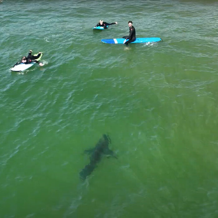 drone footage of sharks and dolphins