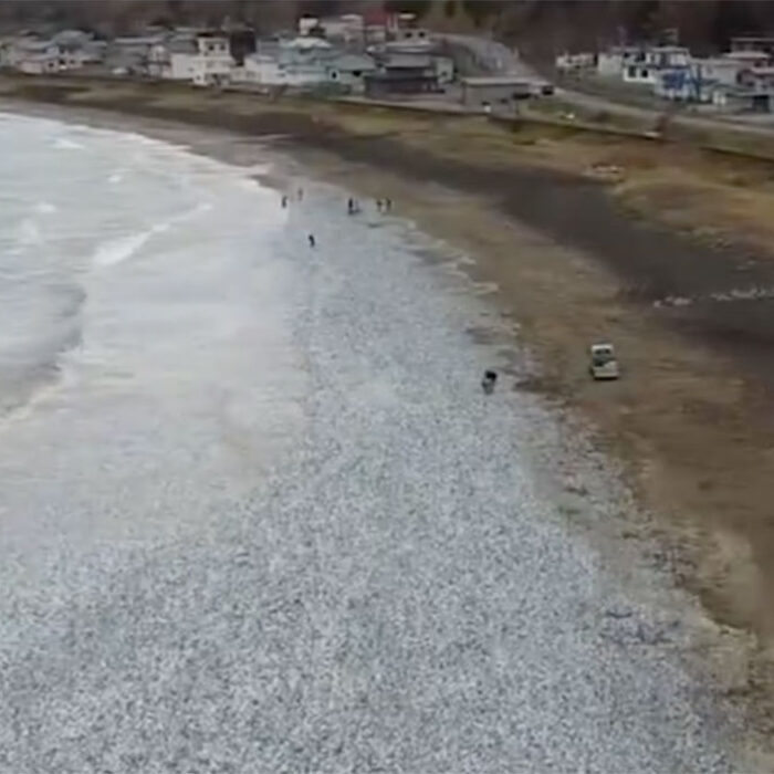 dead fish Fukushima