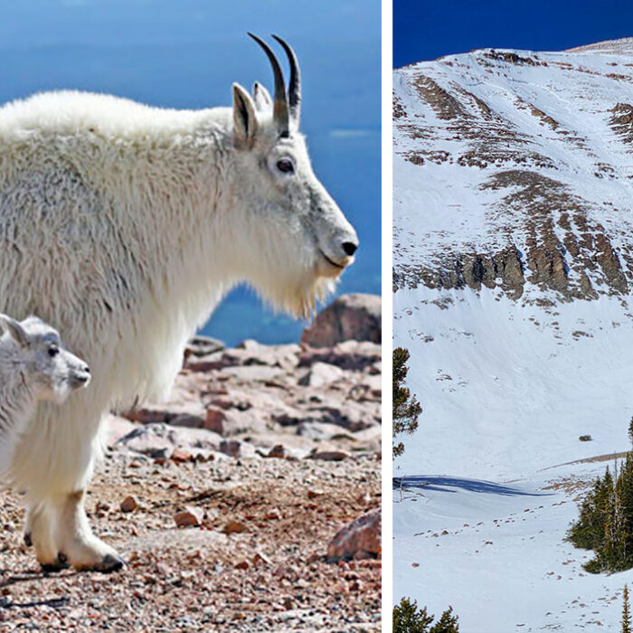 Big Sky Ski Patrol Reported That a Goat Triggered a Sizable Avalanche Above the Resort