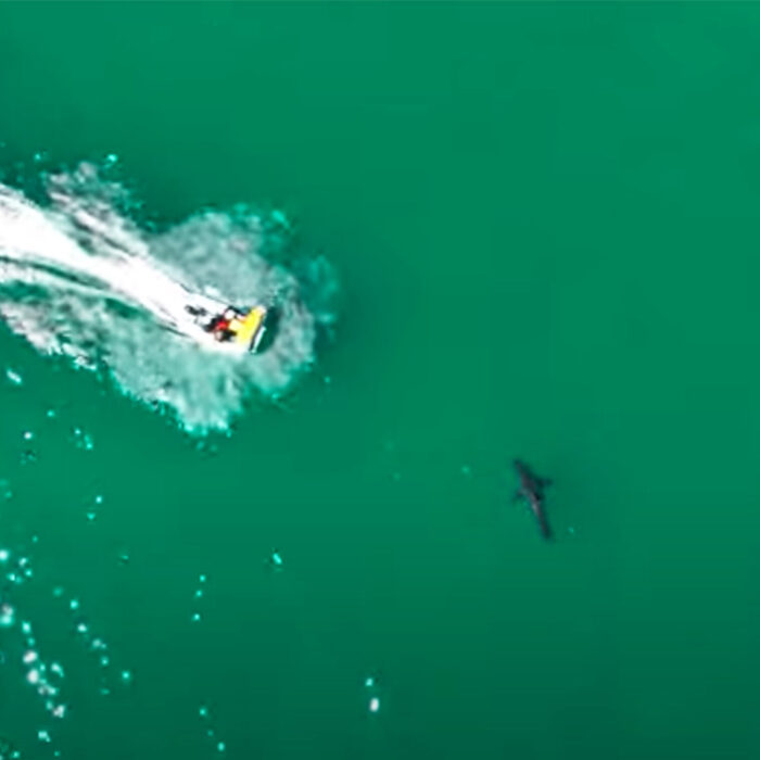 Drone Footage Shows Boat Slamming Into Great White Shark