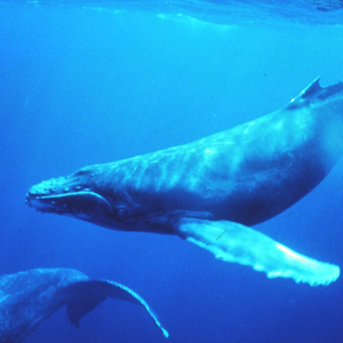humpback whales