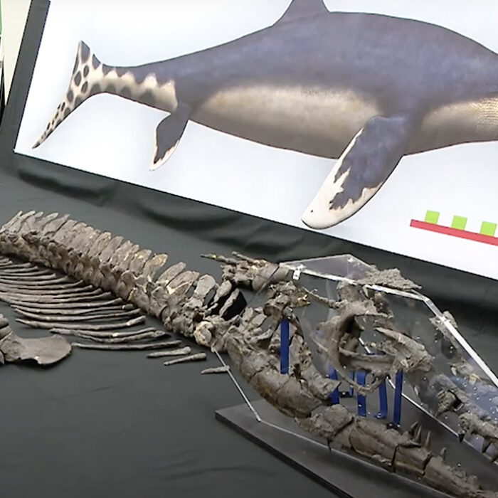 Mosasaur. Photo: Nippon TV News // YouTube