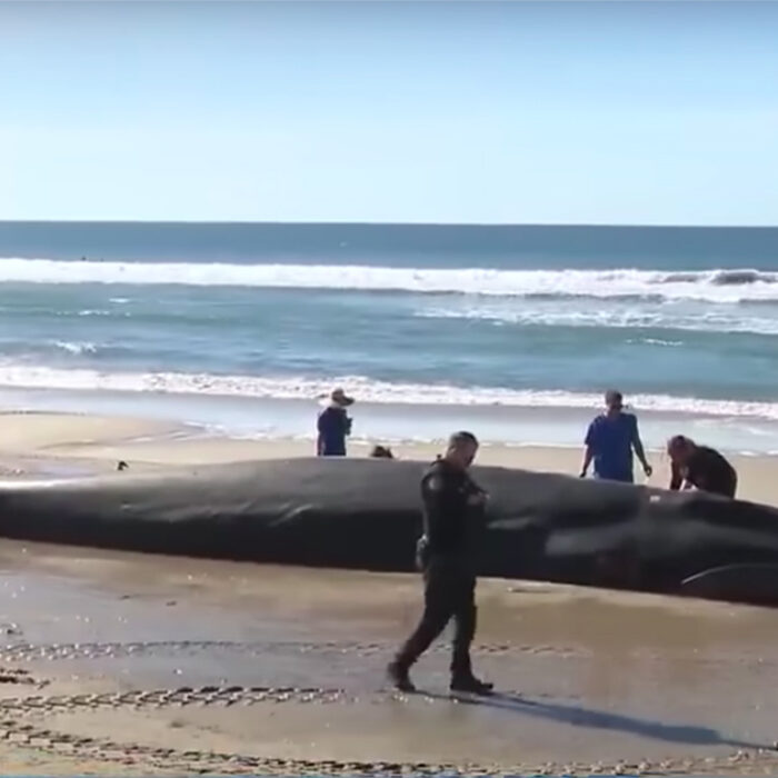 A 52-Foot Whale Washed Ashore in San Diego