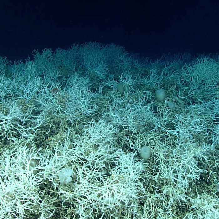 Desmophyllum pertusum, the deep-sea coral identified in the study. Photo: NOAA Ocean Exploration, Windows to the Deep 2019