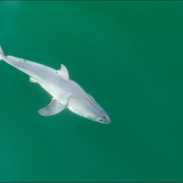 newborn great white shark