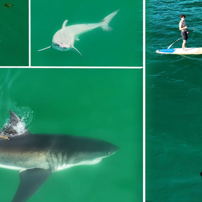 great white shark footage