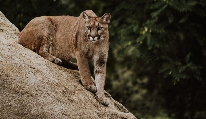 New Study Shows There Are Far Fewer Mountain Lions in California Than Previously Believed