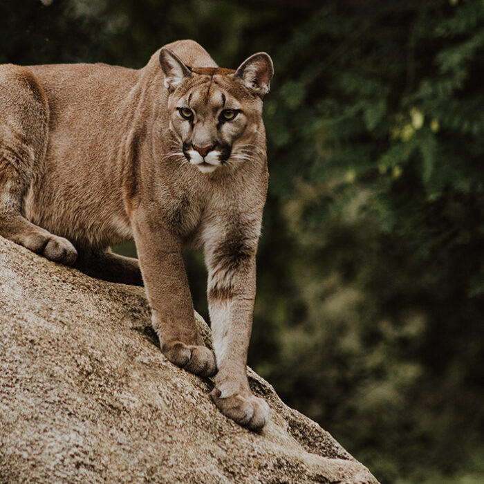 New Study Shows There Are Far Fewer Mountain Lions in California Than Previously Believed