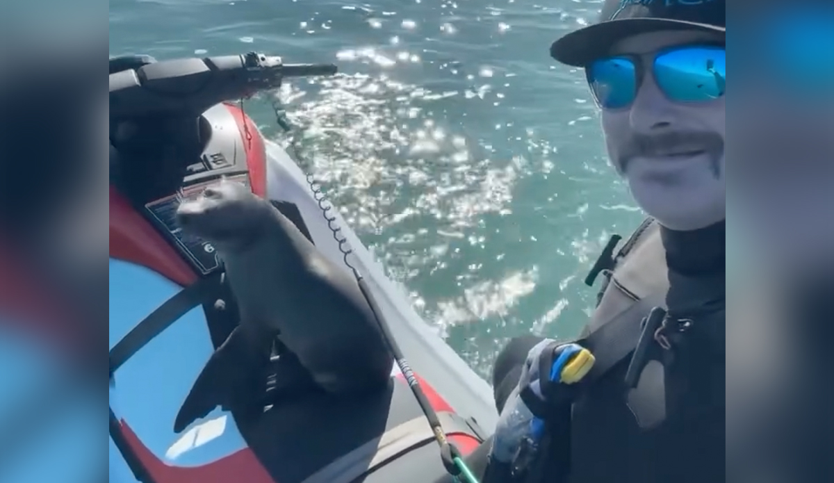 Baby Sea Lion Climbs on to Maverick's Surf Rescue Jet Ski - Vimarsana News
