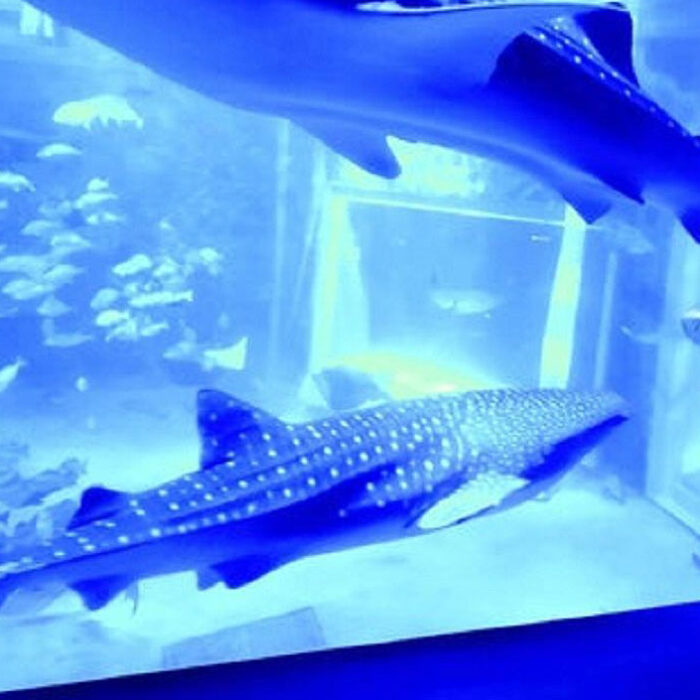 whale sharks
