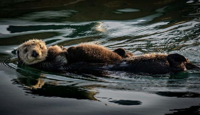 New Study Claims Sea Otter Recolonization Slows Down Estuary Erosion 