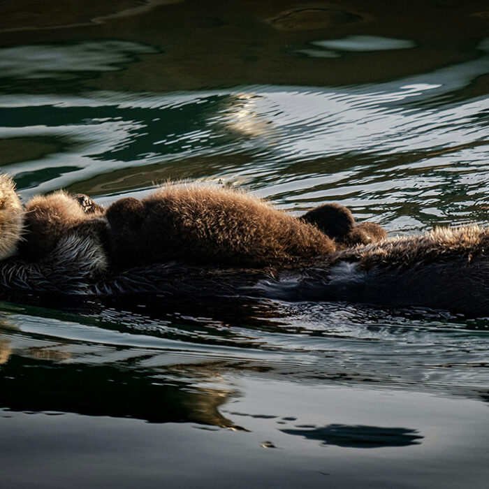 New Study Claims Sea Otter Recolonization Slows Down Estuary Erosion