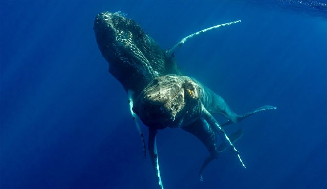 humpback whales having sex