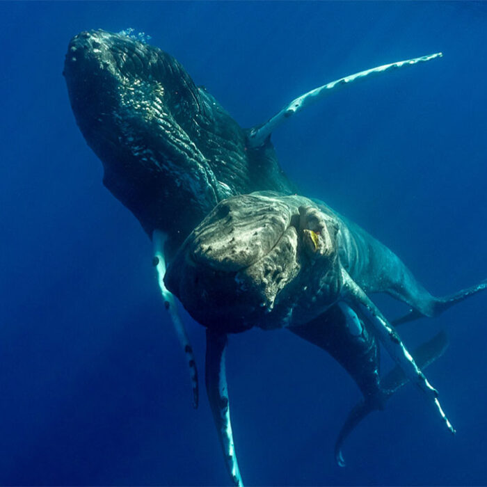 humpback whales having sex
