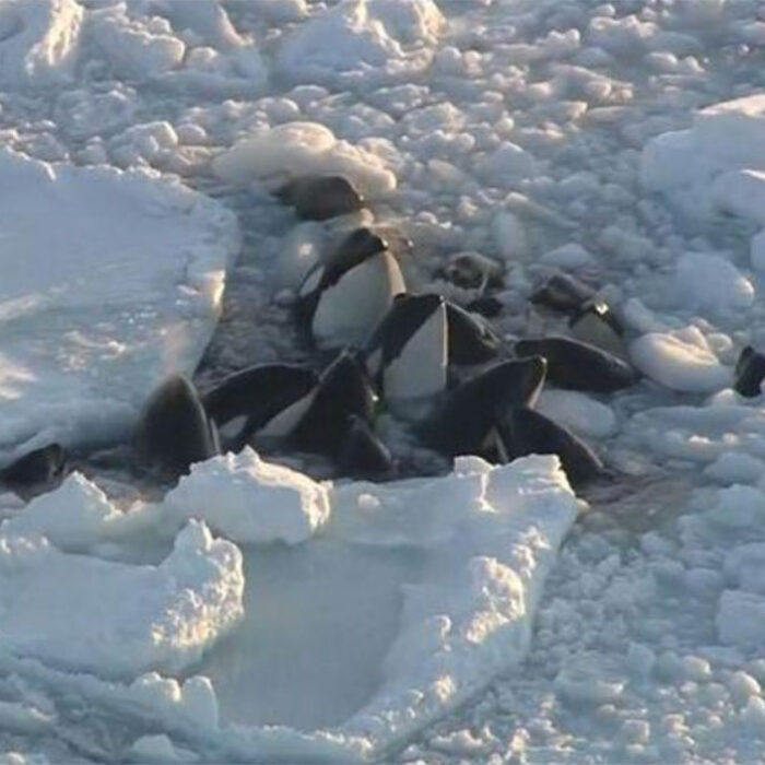 Killer whales in Japan