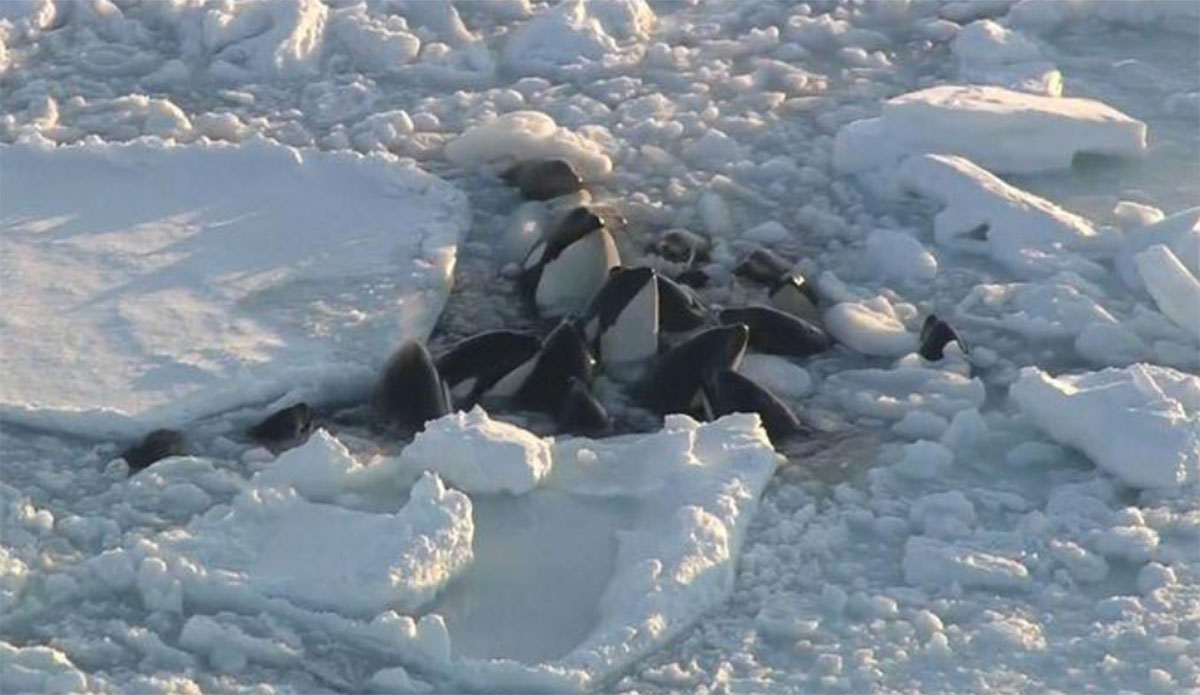 A Pod of Killer Whales Is Hopelessly Trapped by Sea Ice In Japan - Vimarsana News