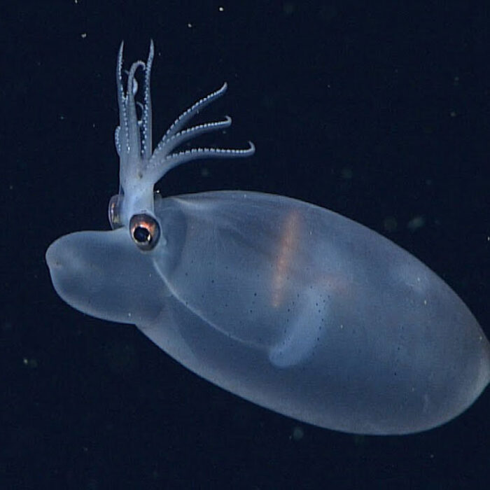 MBARI Deep sea videos