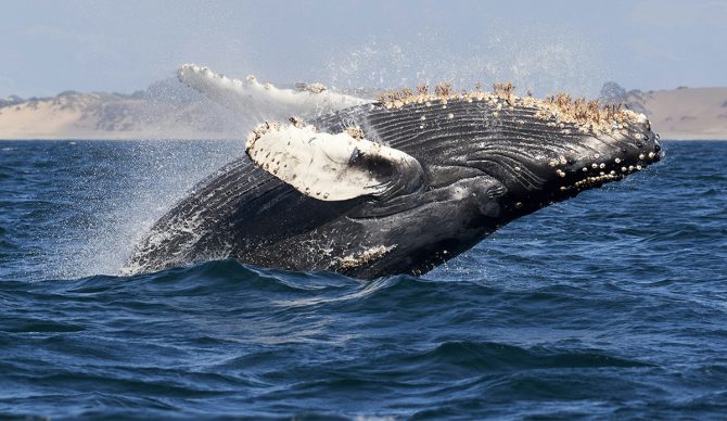 New Research Shows How Baleen Whales Sing and Why Ships Interfere With Their Communication