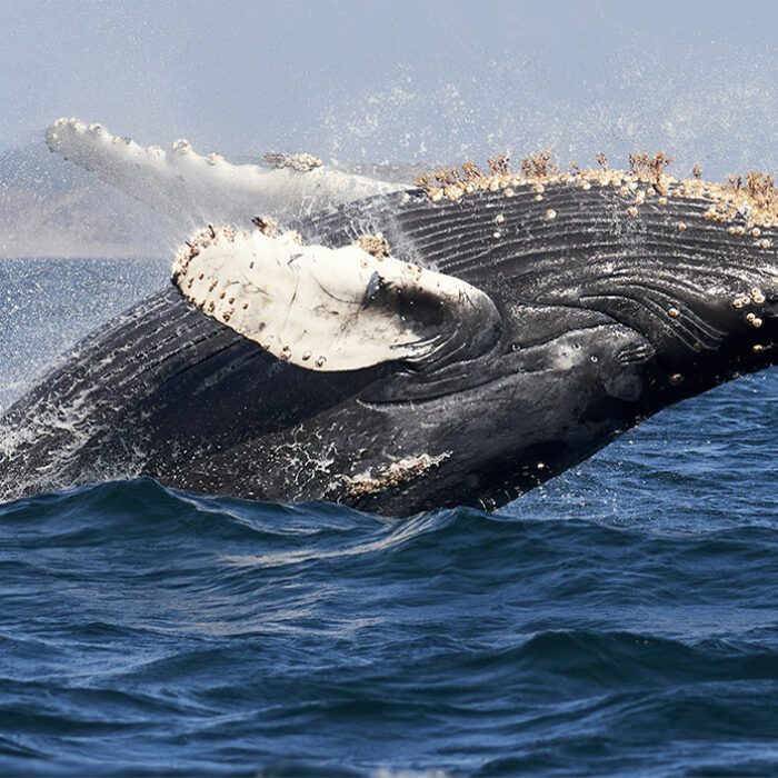 New Research Shows How Baleen Whales Sing and Why Ships Interfere With Their Communication