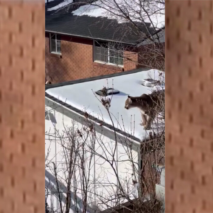 Watch This Mountain Lion Lurk Near the Utah State Campus Like It Owns the Place