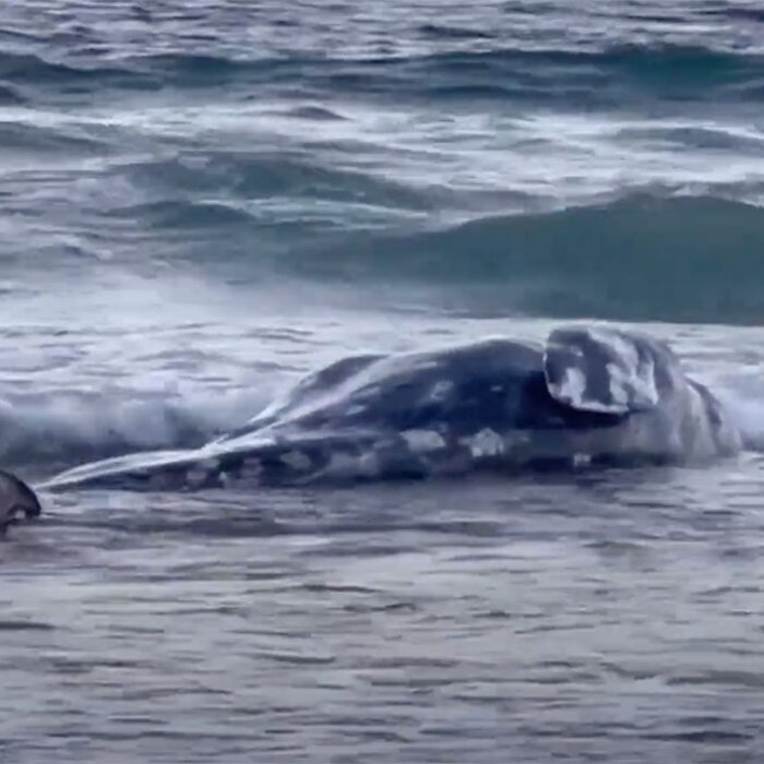 Gray whale at La Jolla Shores