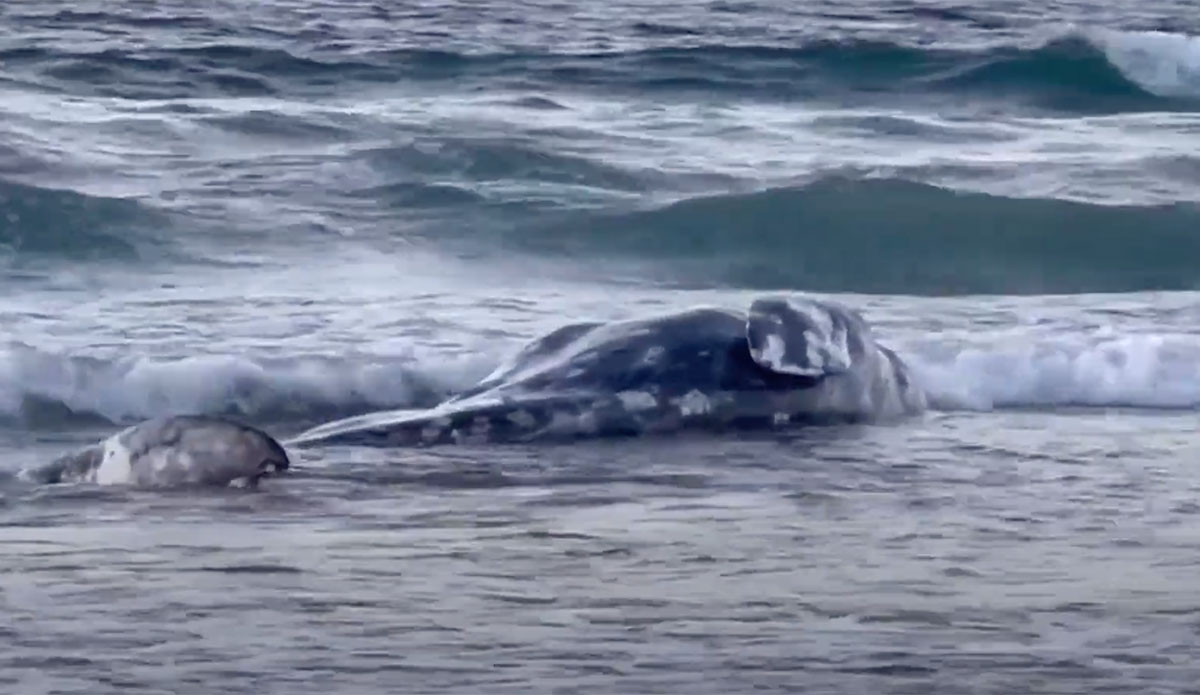 Juvenile Gray Whale Dead After Stranding Itself at La Jolla Shores - Vimarsana News