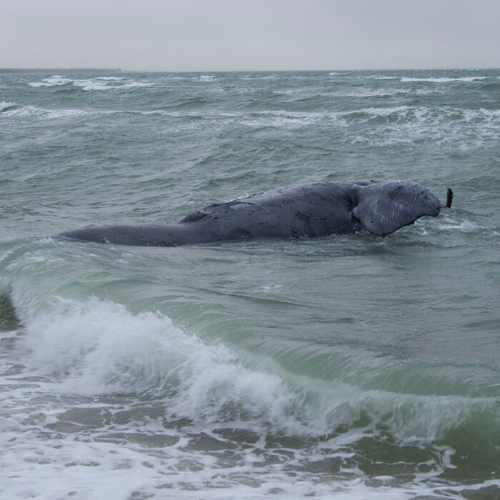 Right whale