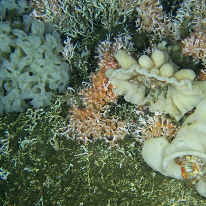 Canada's only-known live coral reef. Photo: CNW Group/Fisheries and Oceans Canada, Pacific Region