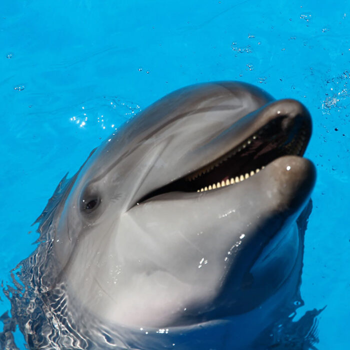 bottlenose dolphins