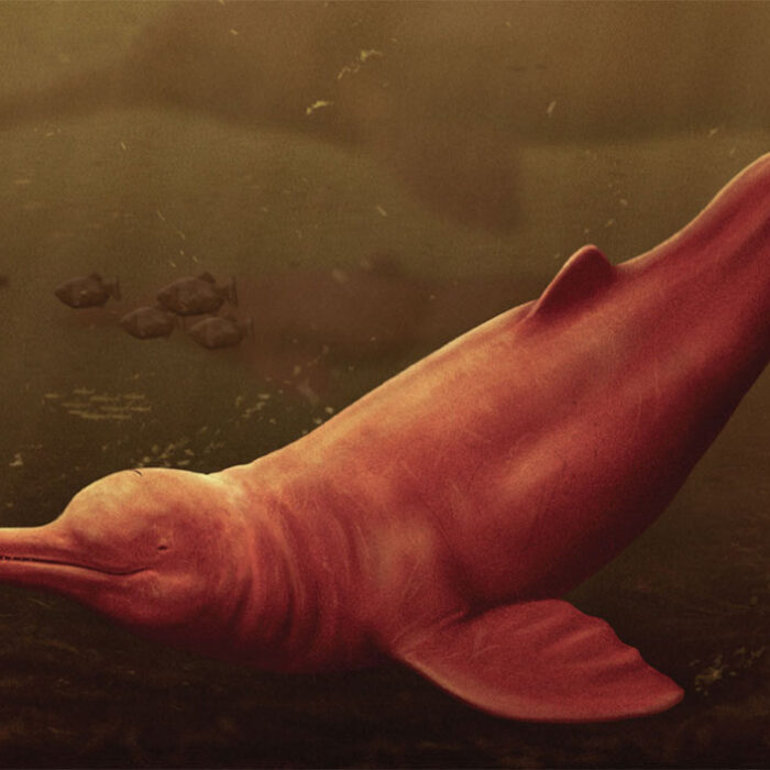 old dolphin reconstruction