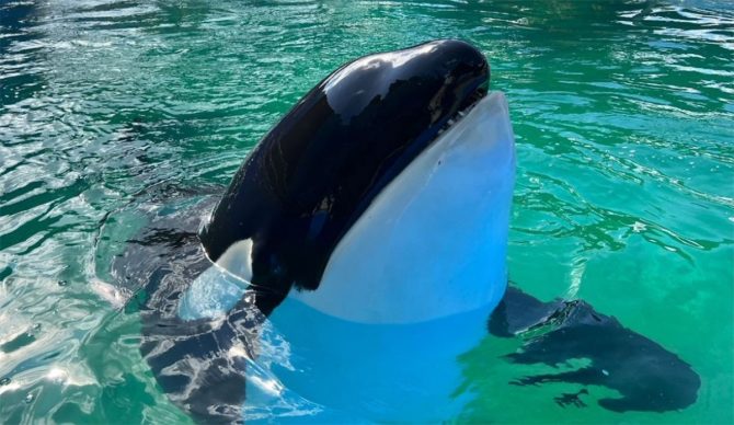 Miami Seaquarium evicted after Lolita the Orca died