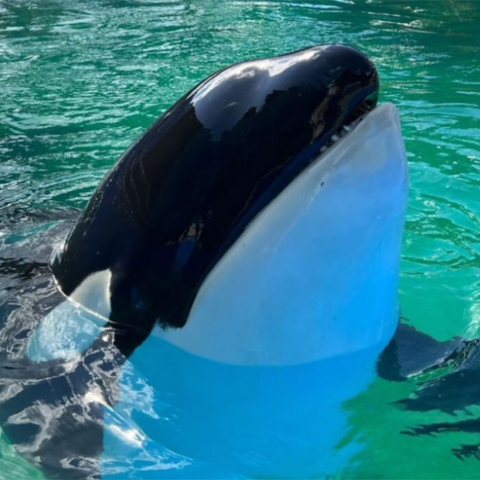 Miami Seaquarium evicted after Lolita the Orca died